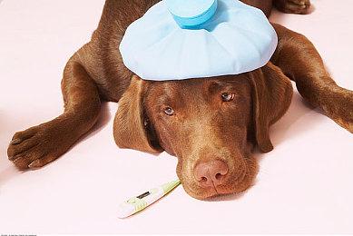 《寿司水族馆》免费登陆VRChat 虚拟欣赏美丽世界鱼类